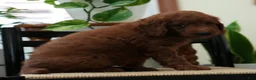 Mini Goldendoodle dogs for sale: Jackson - Ad 8