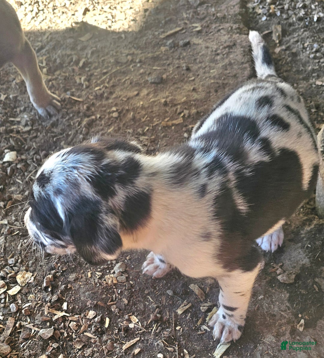 Mixed Breed dogs for sale: Rebae - Ad 5