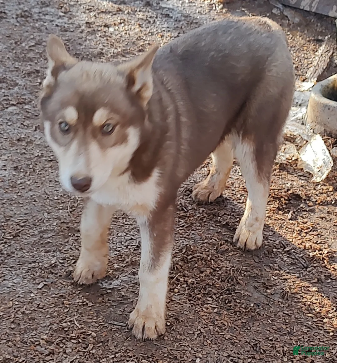 Siberian Husky dogs for sale: Roxie  - Ad 15