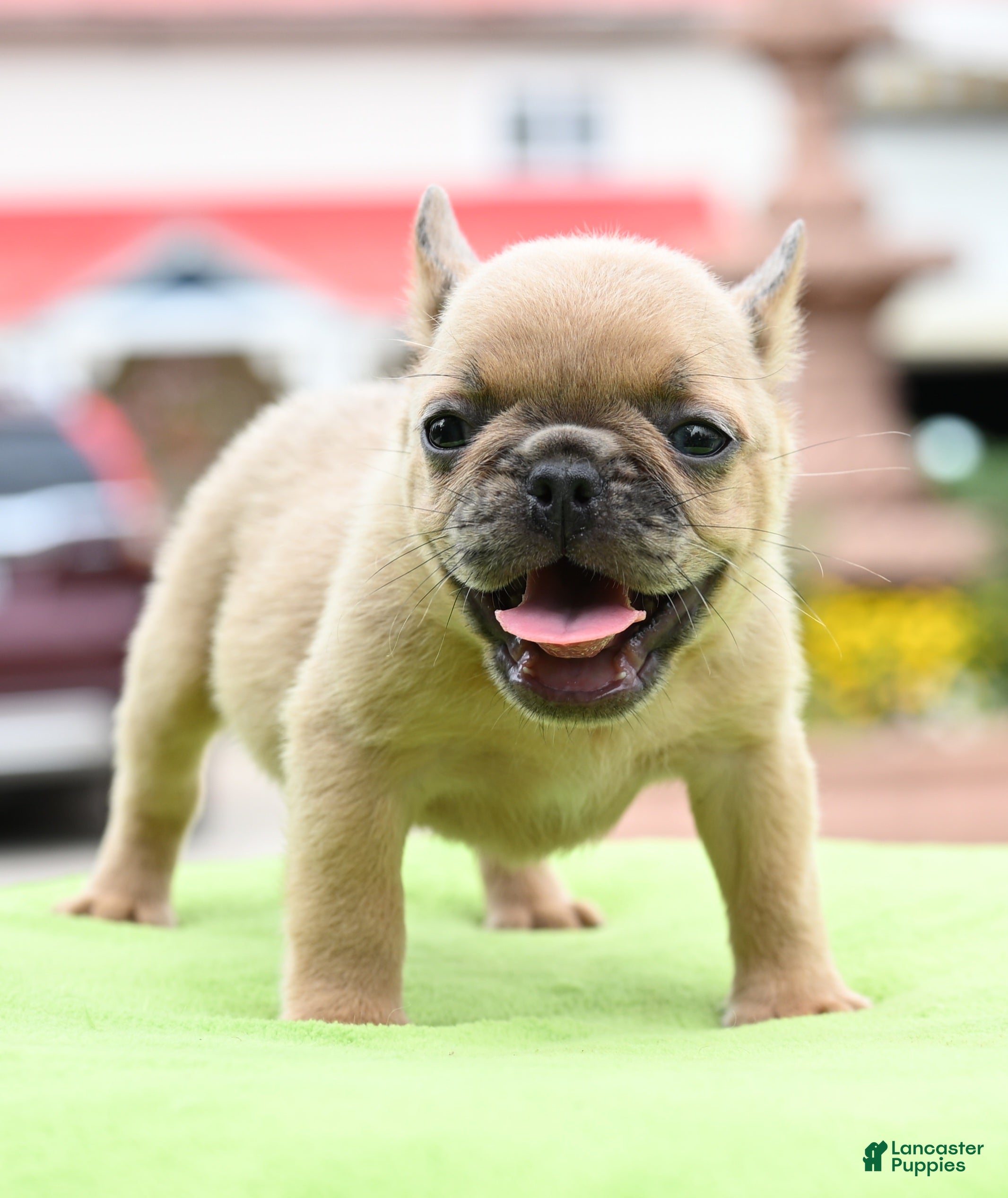 Mixed Breed dogs Peanut micro puppy  - Ad 1