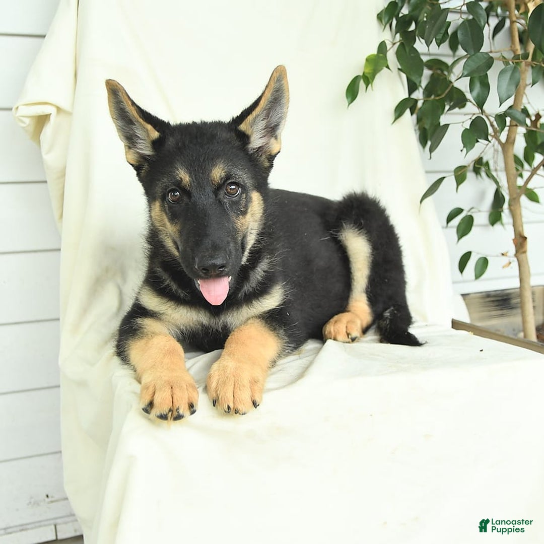Gerberian Shepsky dogs for sale: Moonlight - Ad 3