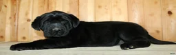Labrador Retriever dogs for sale: Moose - Ad 6