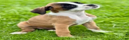 Boxer dogs for sale: RUBY-AKC-Euro lines  - Ad 4