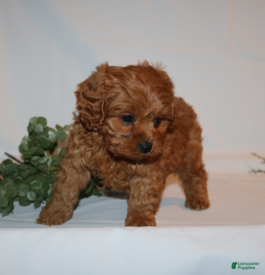 Cavapoo dogs for sale: Sam - Ad 3