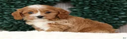 Cavapoo dogs for sale: Nolan - Ad 2