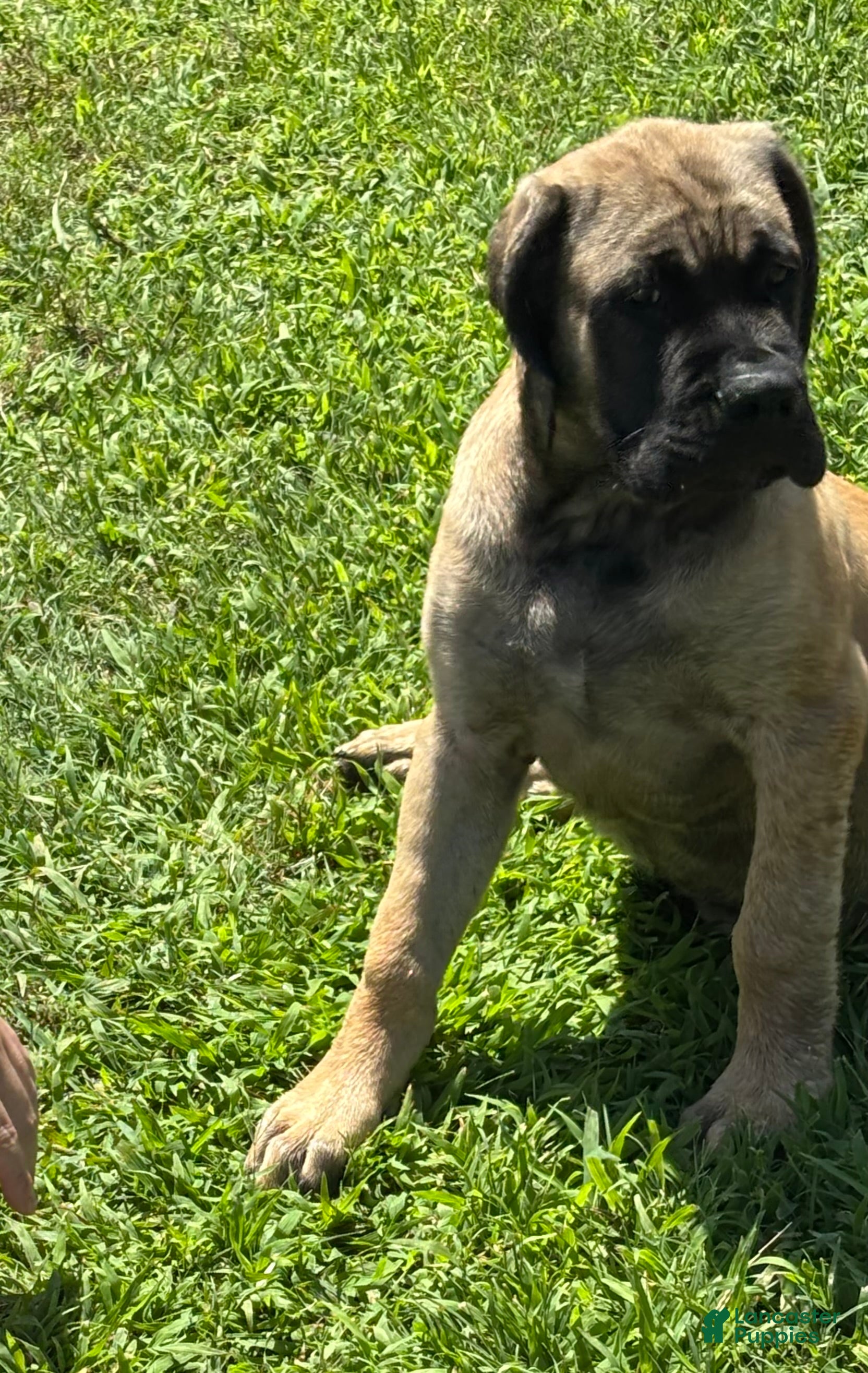 English Mastiff dogs English Mastiff 2 - Ad 1