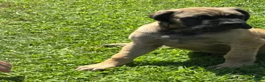 English Mastiff 2