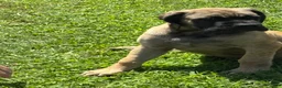 English Mastiff dogs for sale: English Mastiff 2 - Ad 1