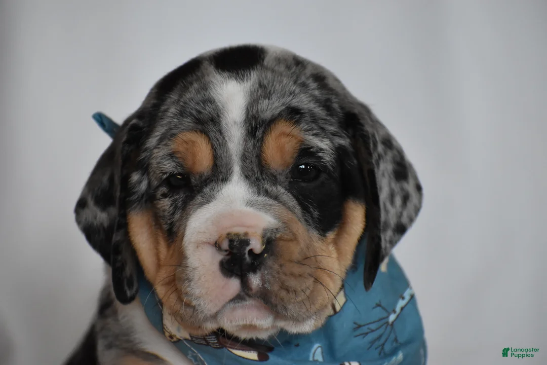 Beabull dogs for sale: Giselle - Ad 8