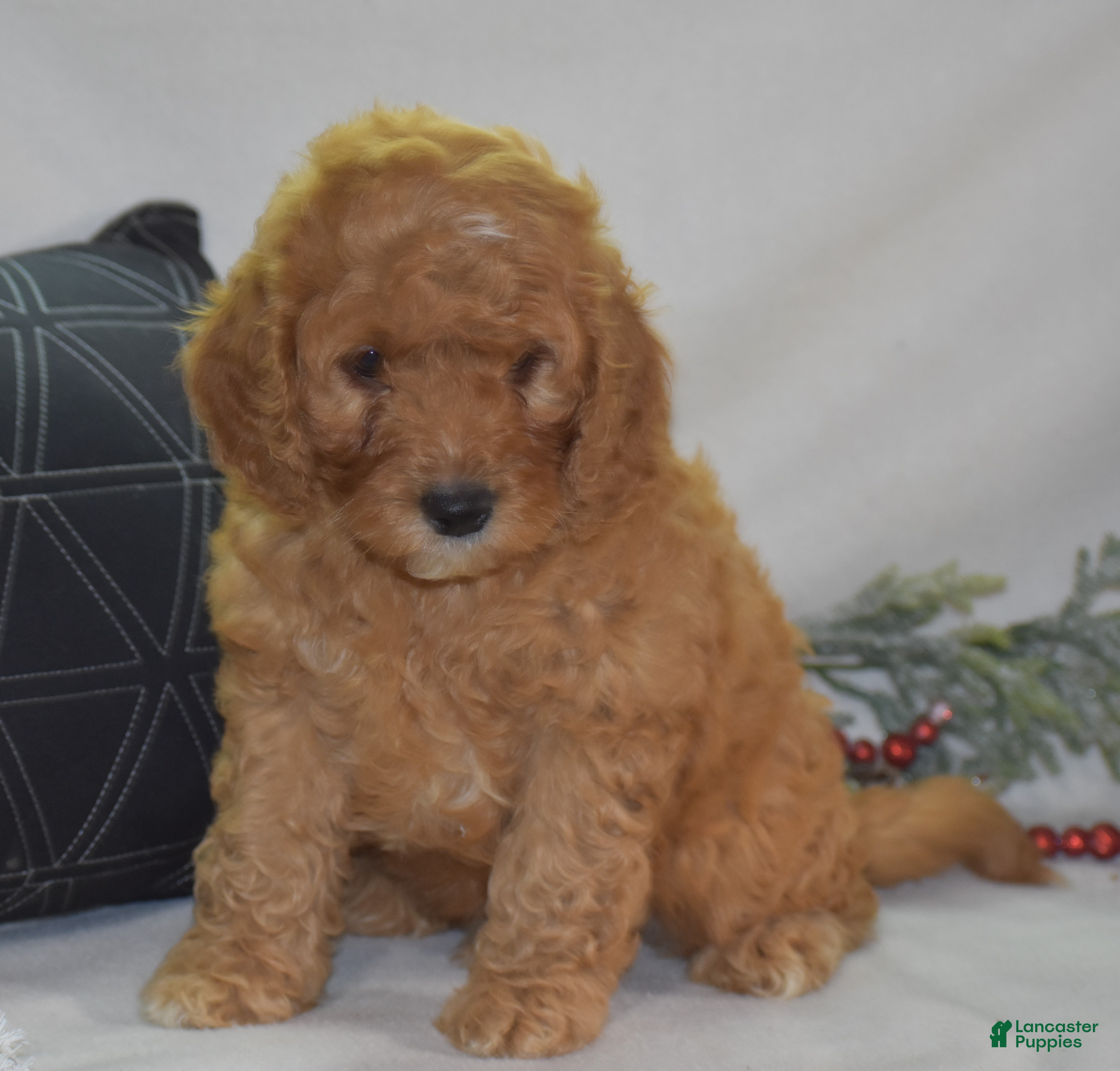 Mini Goldendoodle dogs Gregy - Ad 2