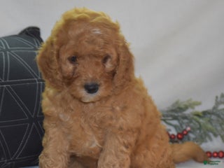 Mini Goldendoodle dogs Gregy - Ad 2