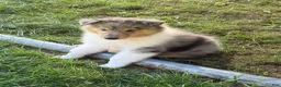 Collie dogs for sale: AKC Collie    "Samantha" - Ad 3