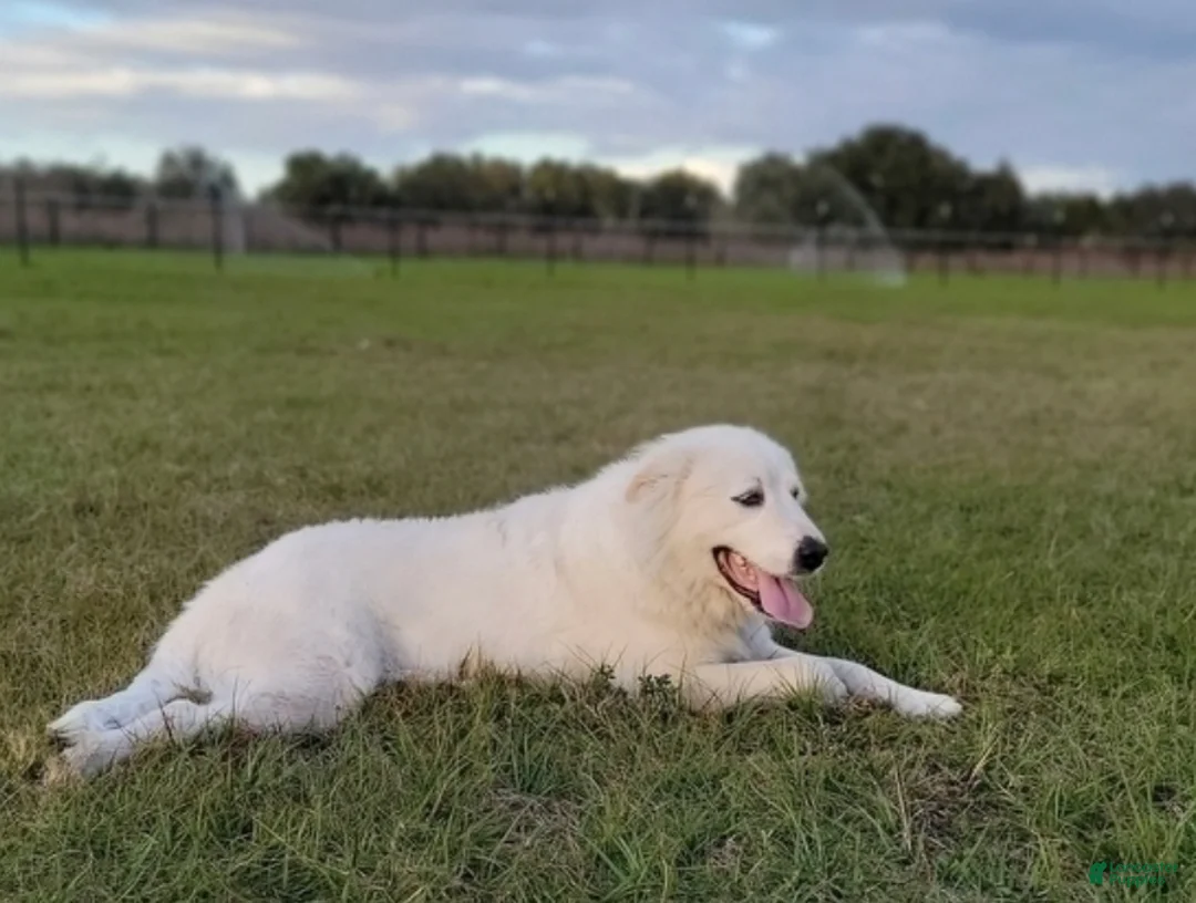 Great Pyrenees dogs for sale: Great Pyrenees Puppy 3 - Ad 2