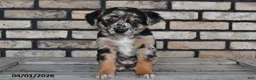 Mixed Breed dogs for sale: Annie - Ad 1