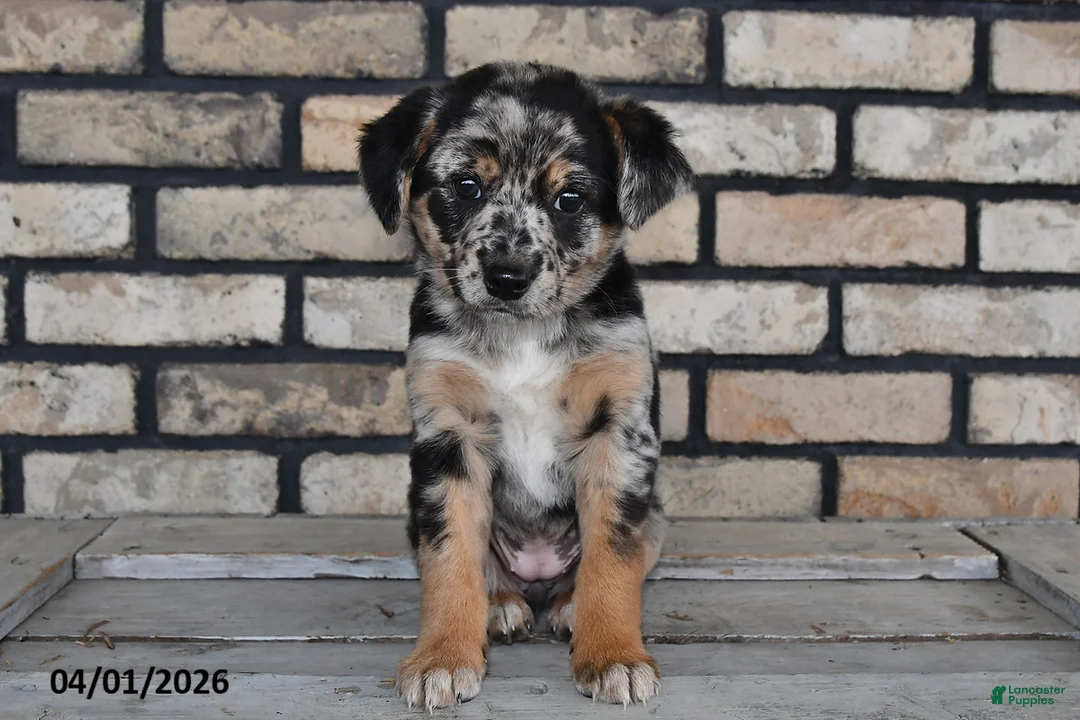 Mixed Breed dogs for sale: Annie - Ad 1