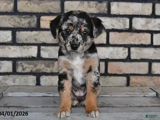 Mixed Breed dogs for sale: Annie - Ad 2