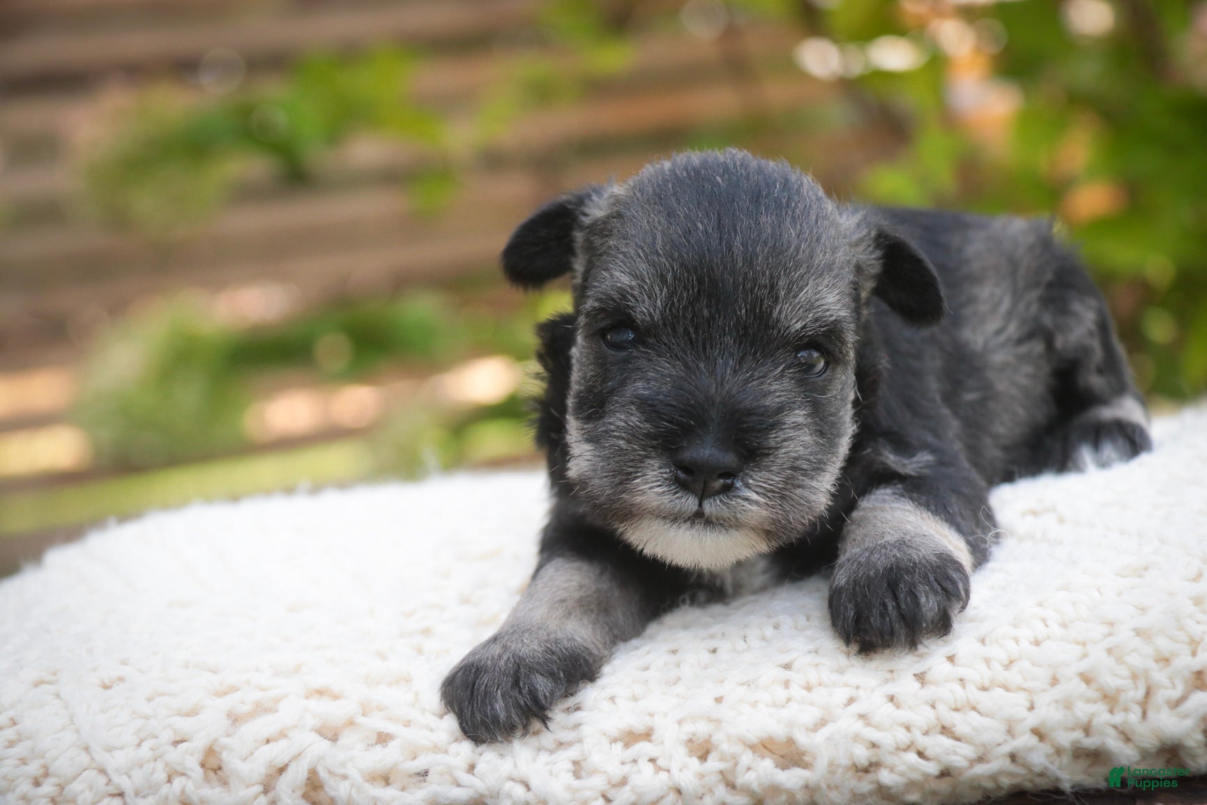Miniature Schnauzer dogs Georgia Miniature Schnauzer - Ad 1