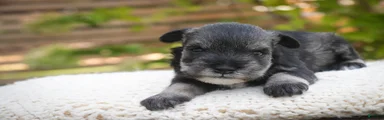 Georgia Miniature Schnauzer