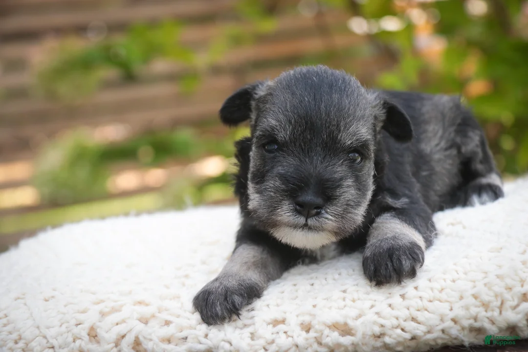 Miniature Schnauzer dogs for sale: Georgia Miniature Schnauzer - Ad 1
