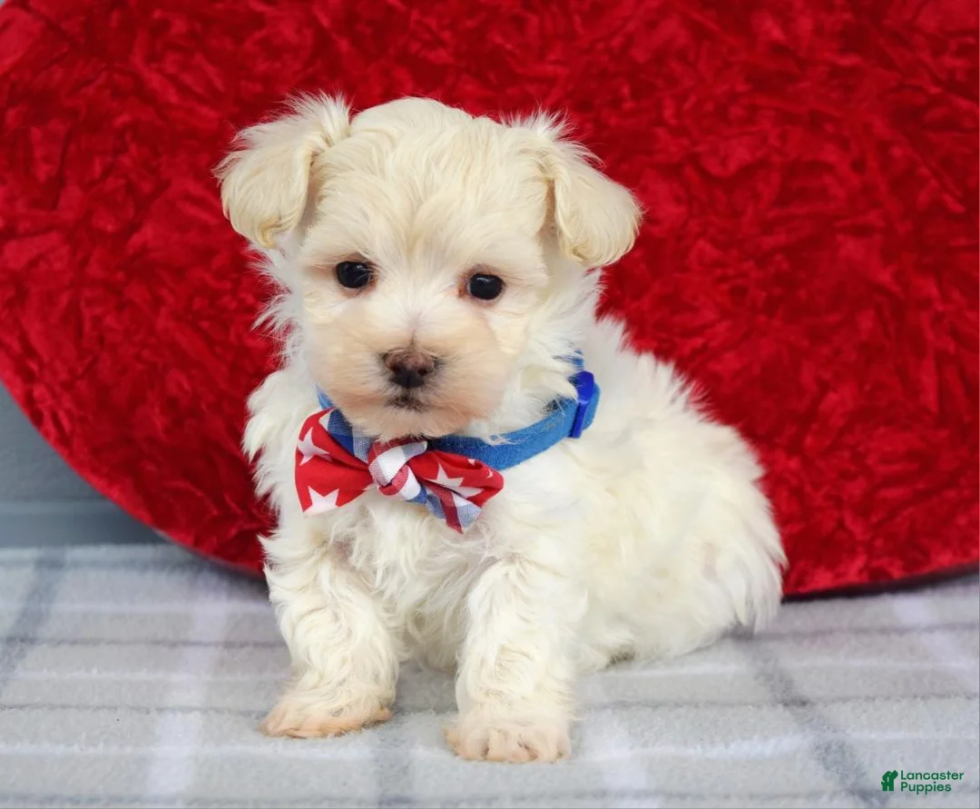 Maltipoo dogs for sale: Charlie  - Ad 1