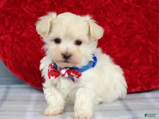Maltipoo dogs for sale: Charlie - Ad 4