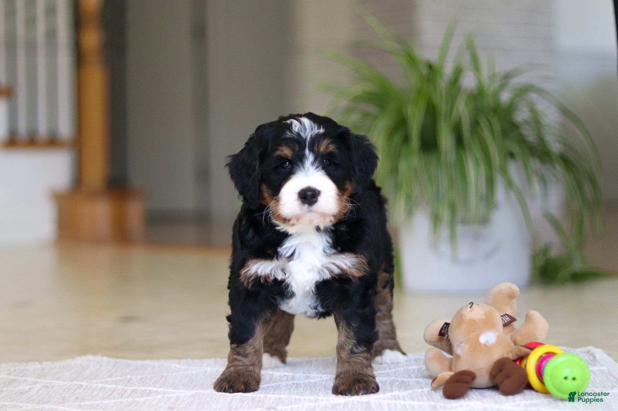 Mini Bernedoodle dogs Ramirez - Ad 2