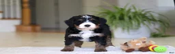 Mini Bernedoodle dogs for sale: Ramirez - Ad 2