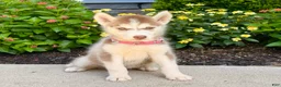 Siberian Husky dogs for sale: Haddie - Ad 3