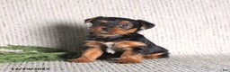Yorkshire Terrier dogs for sale: Clara - Ad 1
