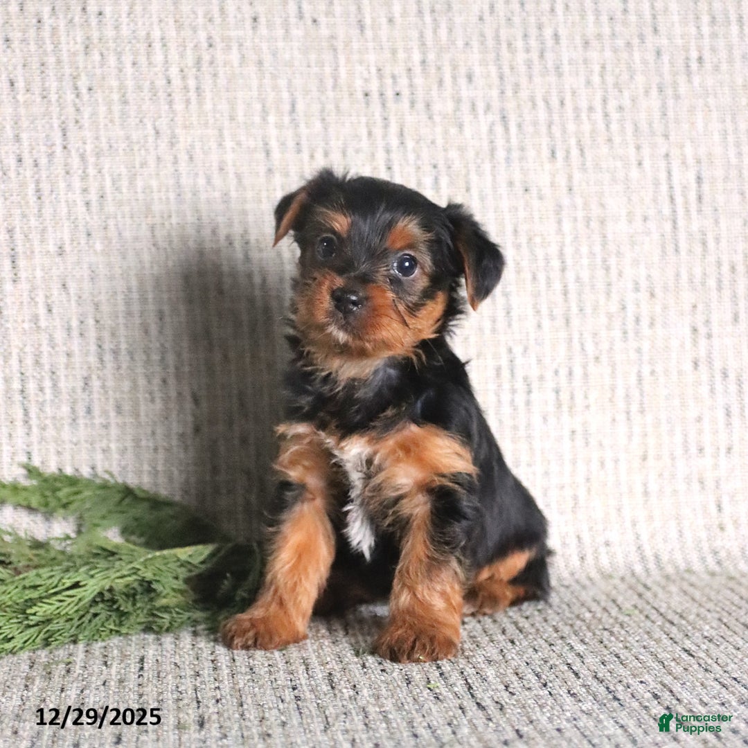 Yorkshire Terrier dogs for sale: Clara - Ad 1