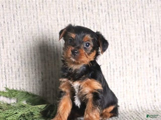 Yorkshire Terrier dogs for sale: Clara - Ad 3