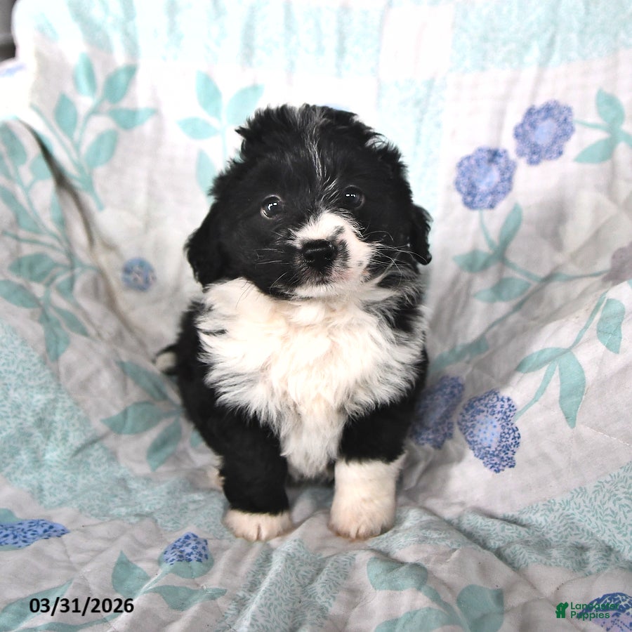 Mini Aussiedoodle dogs Nugget - Ad 1