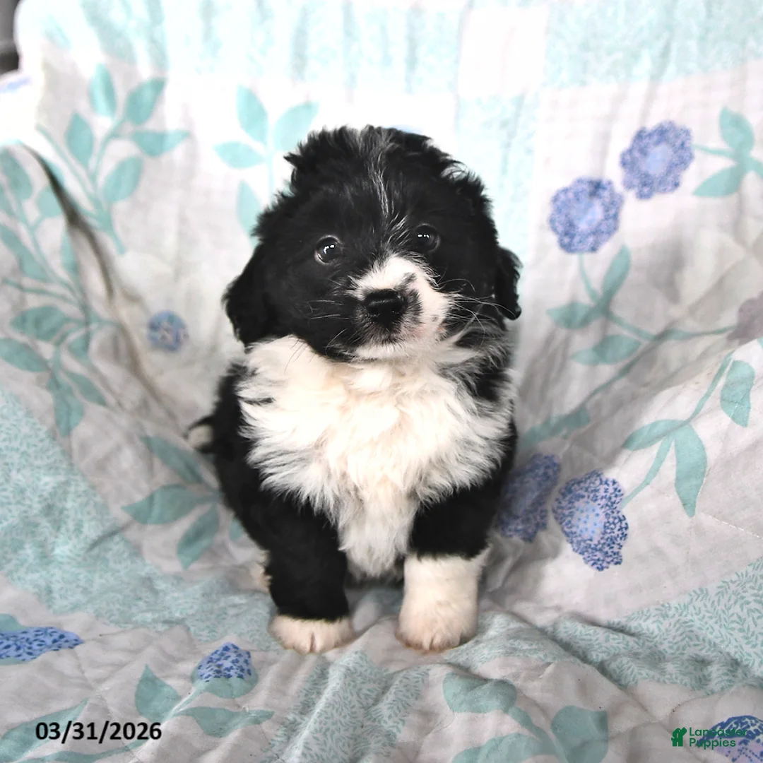 Mini Aussiedoodle dogs for sale: Nugget - Ad 1