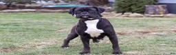 Boxer dogs for sale: Fido - Ad 8