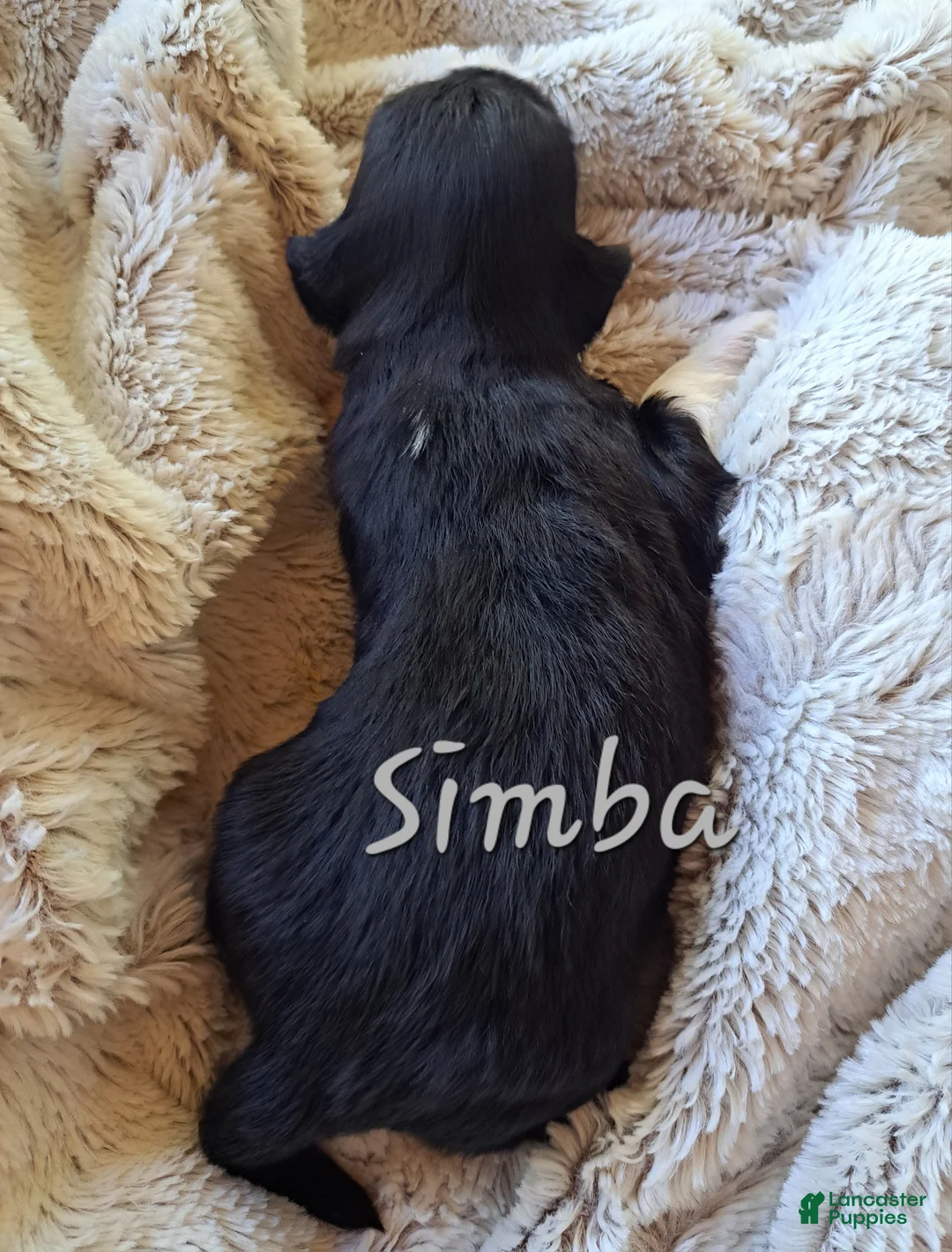 Lhasa Apso dogs for sale: Simba - Ad 2