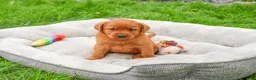 Labrador Retriever dogs for sale: Reign - Ad 5