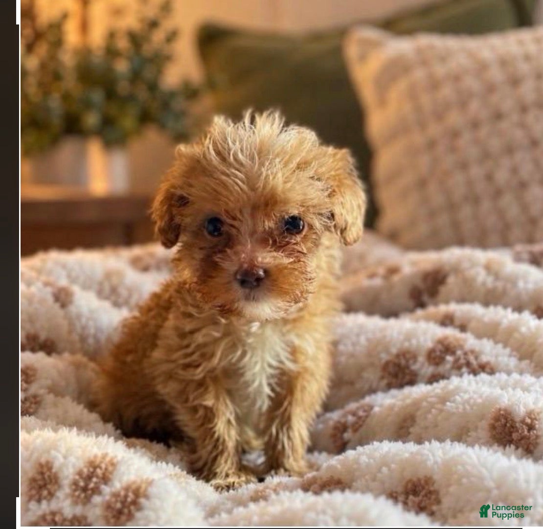 Mini Goldendoodle dogs for sale: Charlie boy  - Ad 1