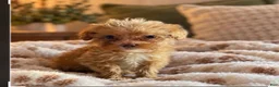 Mini Goldendoodle dogs for sale: Charlie boy  - Ad 1
