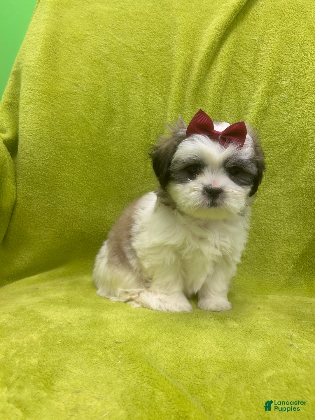 Teddy Bear dogs for sale: Teddy Bear Puppy 2 - Ad 3