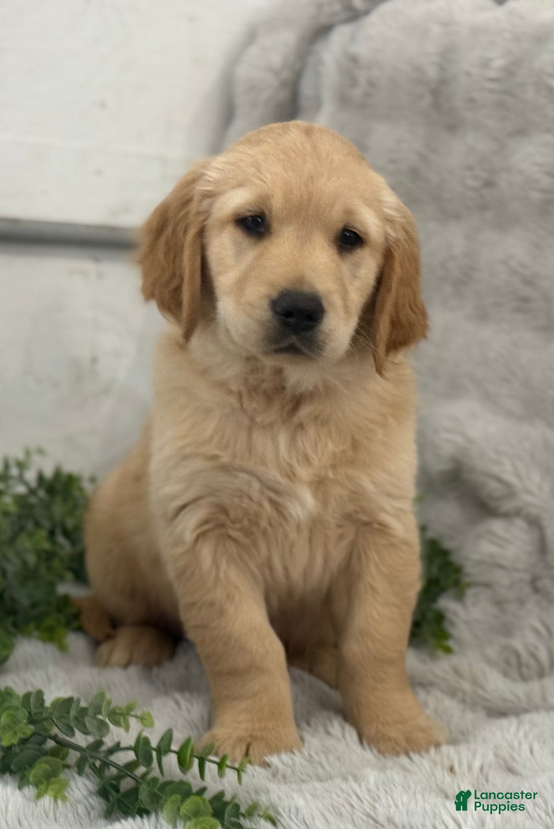 Golden Retriever dogs for sale: Rudolf - Ad 3