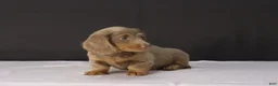 Dachshund dogs for sale: Theo - Ad 7