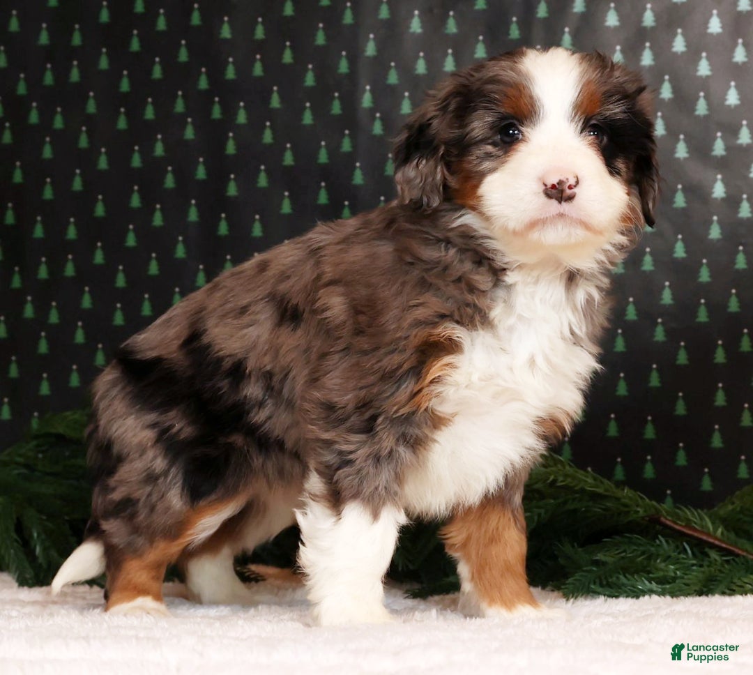 Mini Bernedoodle dogs for sale: Noel - Ad 5