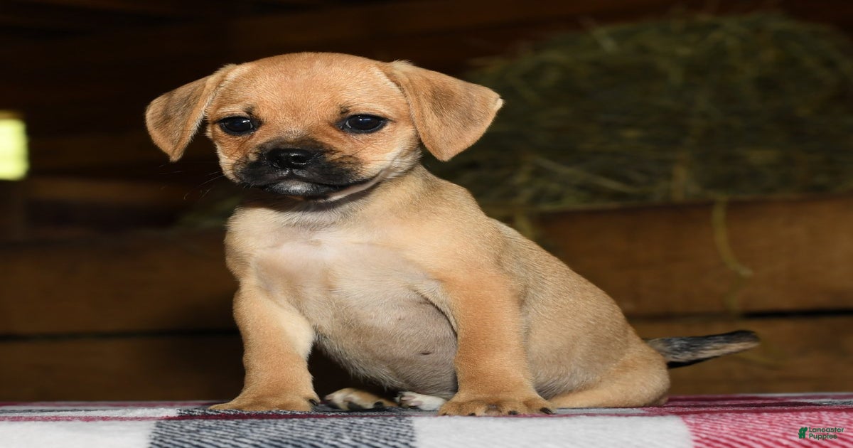 Rosie for sale in Fredericksburg Lancaster Puppies