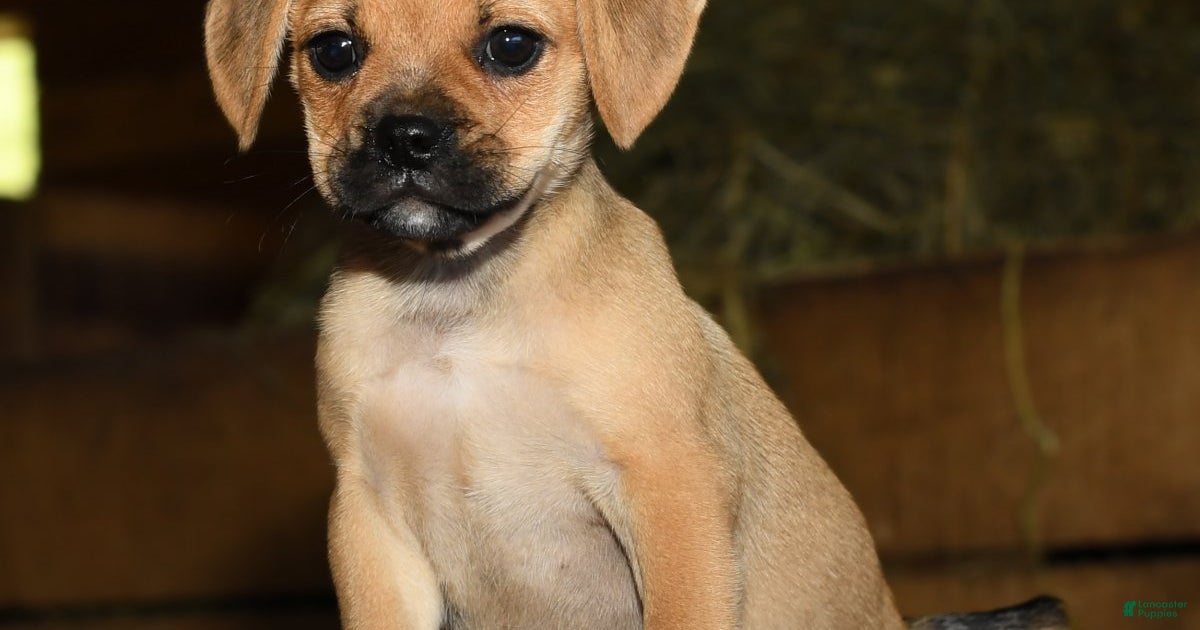 Rosie for sale in Fredericksburg Lancaster Puppies - Main Image