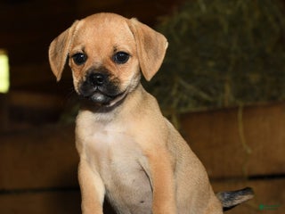 Puggle dogs - Ad 19
