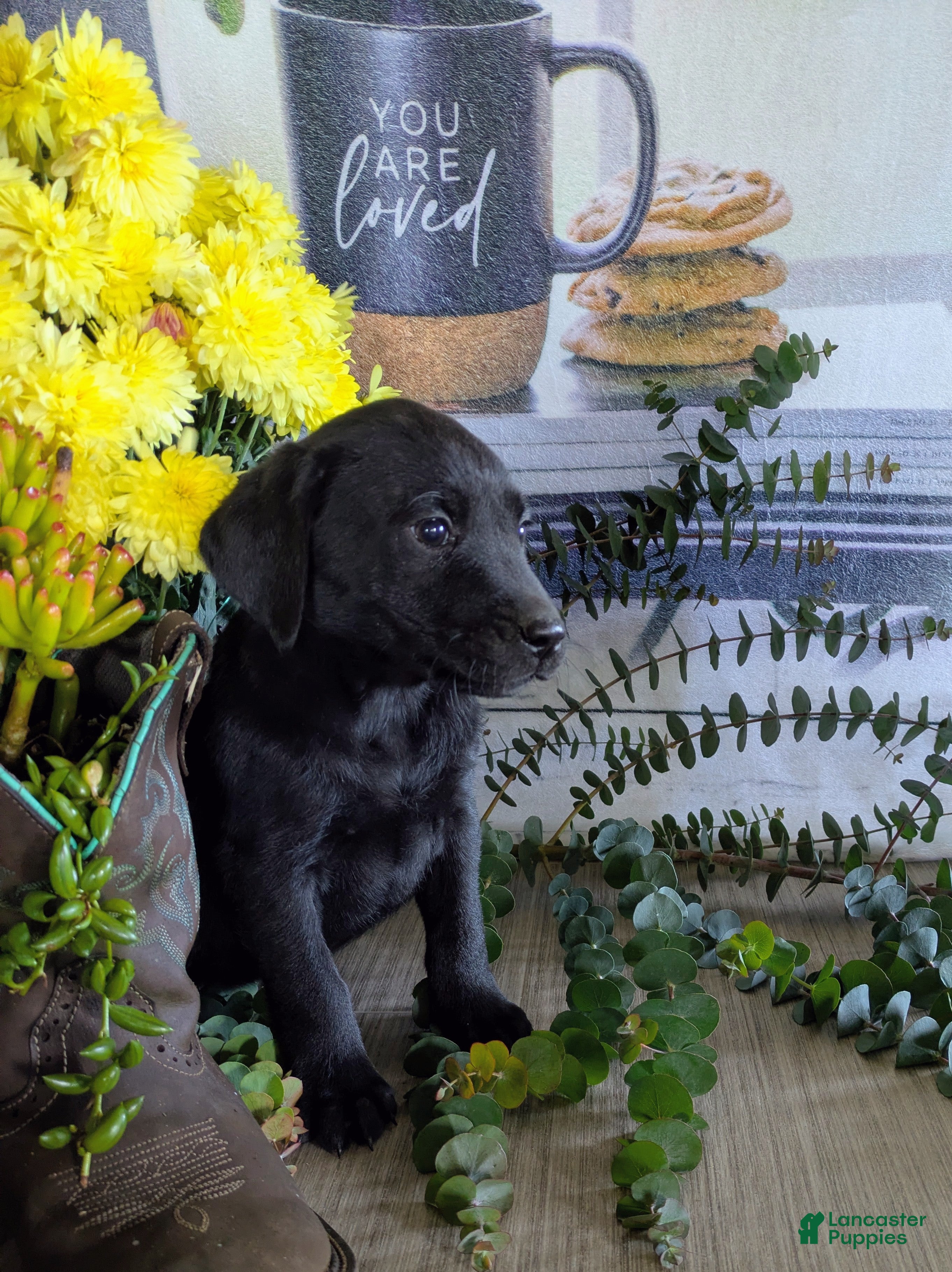 Labrador Retriever dogs Sheila - Ad 36