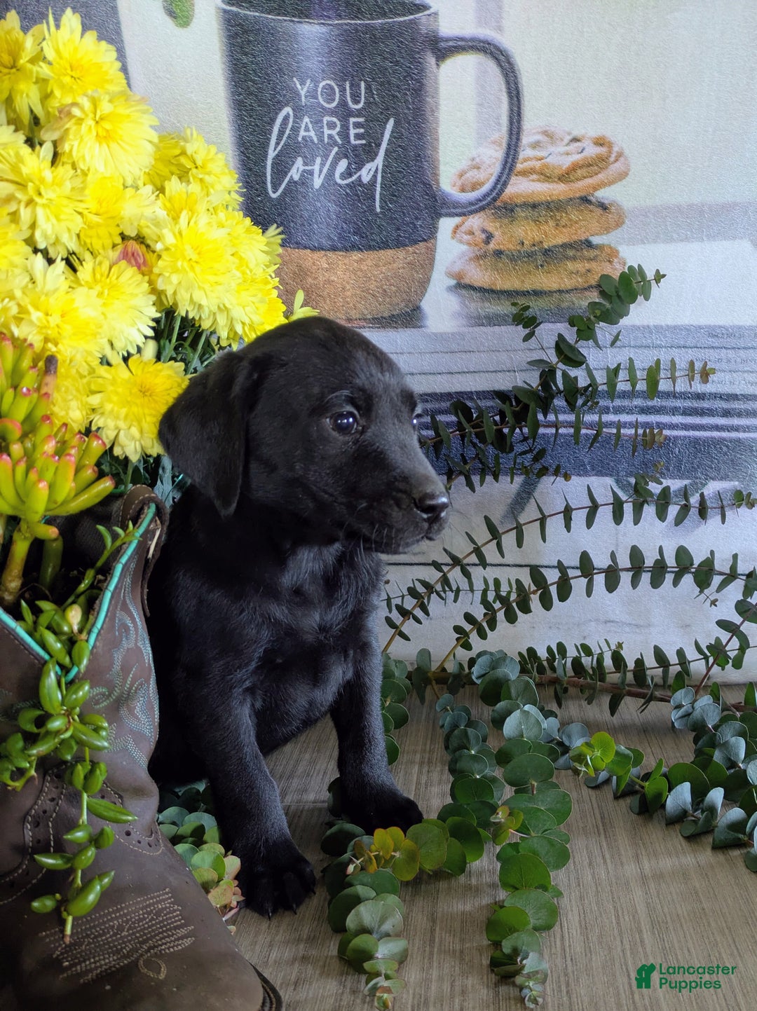 Labrador Retriever dogs for sale: Sheila - Ad 1