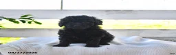 Miniature Poodle dogs for sale: Blackie - Ad 2