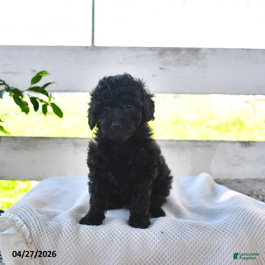 Miniature Poodle dogs for sale: Blackie - Ad 2