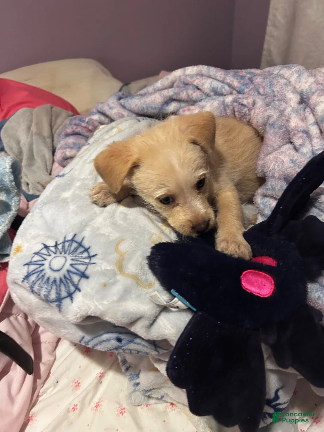 Chipoo dogs for sale: Chipoo  - Ad 2
